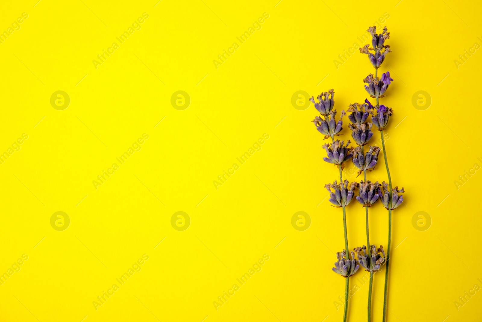 Photo of Lavender flowers on color background, top view