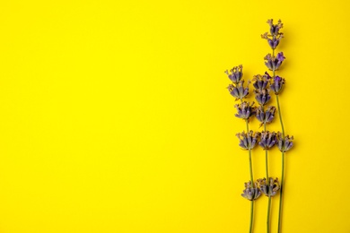 Photo of Lavender flowers on color background, top view