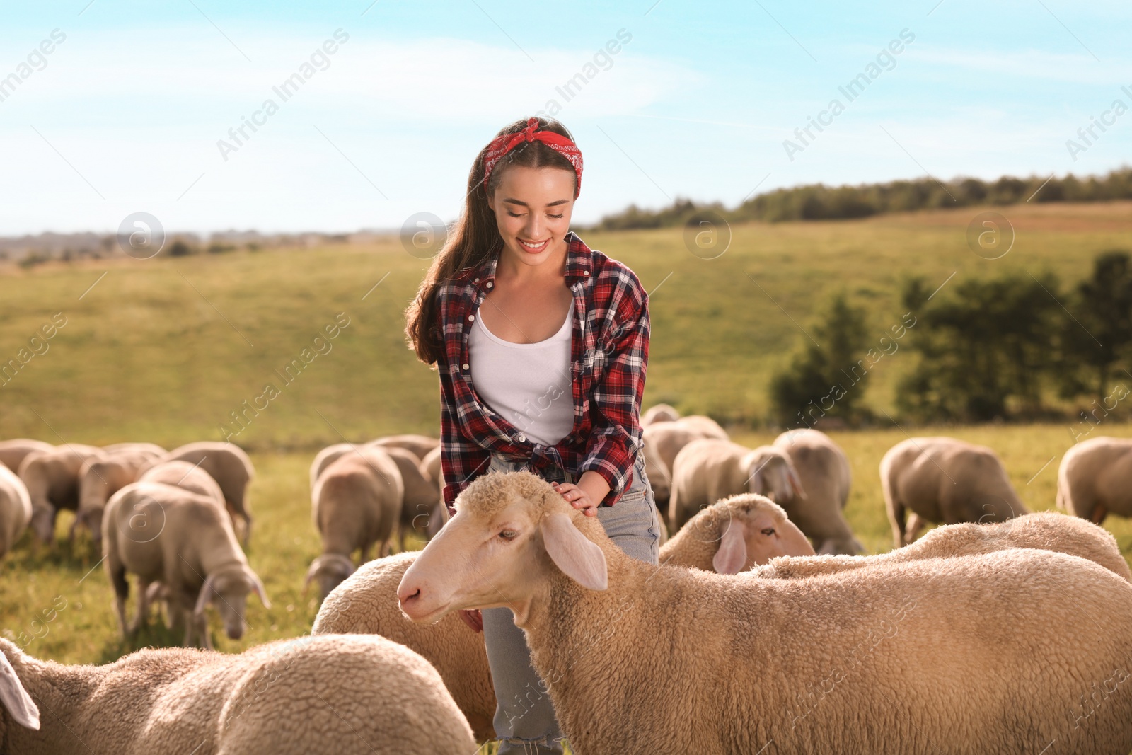 Photo of Smiling woman with sheep on pasture at farm
