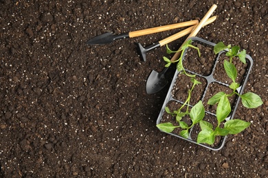 Photo of Vegetable seedling in plastic tray and gardening tools on soil, flat lay. Space for text