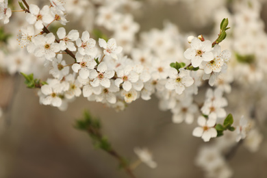 Closeup view of blossoming tree outdoors on spring day