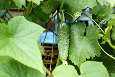 Cucumber ripening on bush in garden, closeup