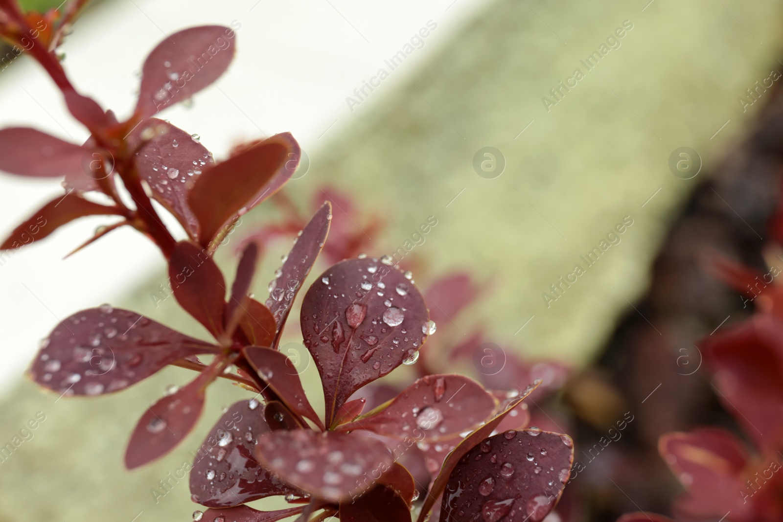 Photo of Plant with rain drops on leaves outdoors, closeup view