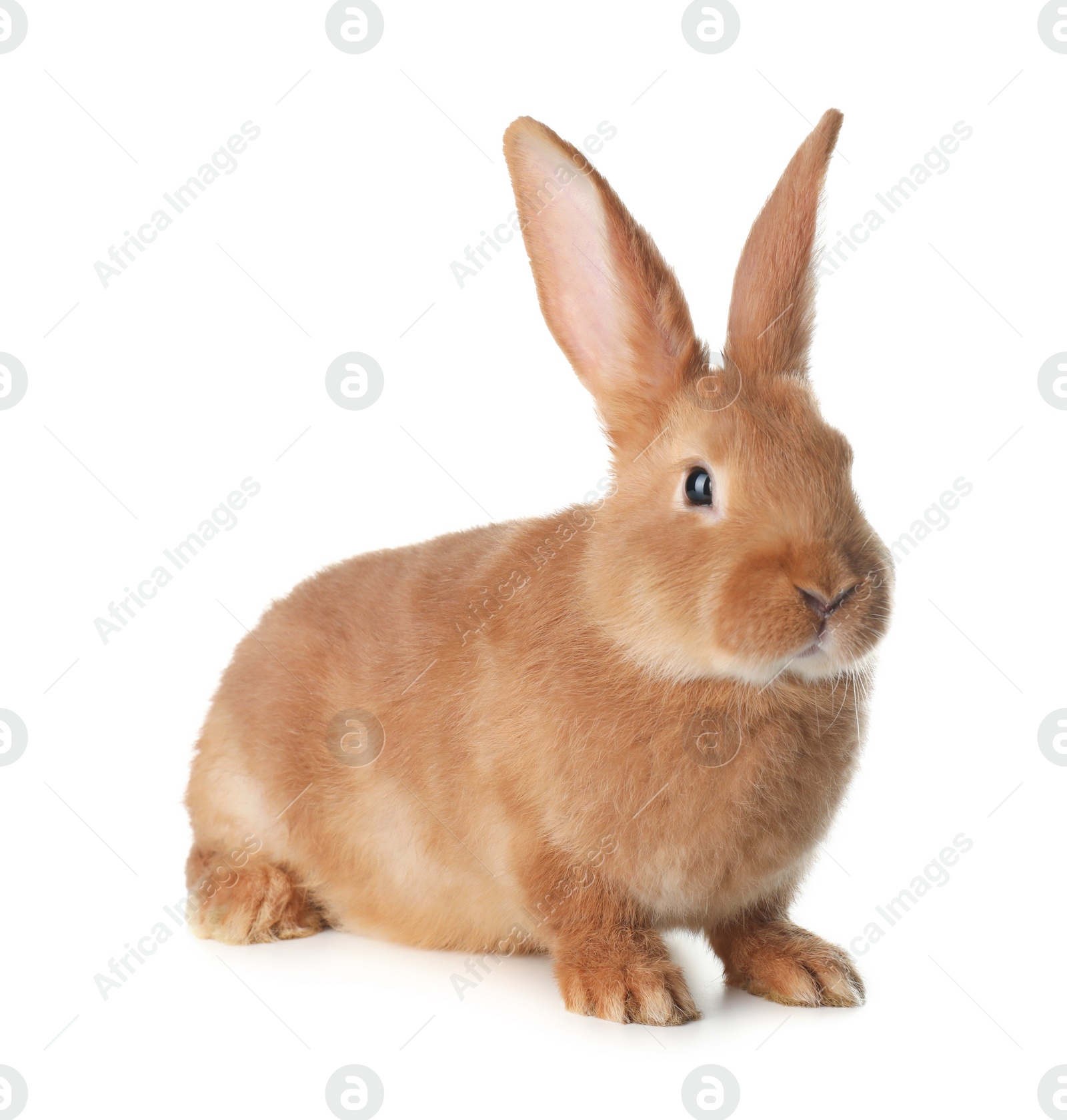 Photo of Cute bunny isolated on white. Easter symbol