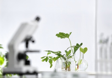 Photo of Laboratory glassware with different plants on table against blurred background, space for text. Chemistry research