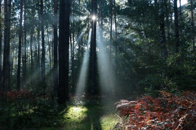 Majestic view of forest with sunbeams shining through trees in morning