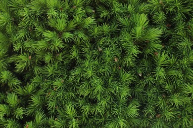 Photo of Beautiful green coniferous tree as background, closeup