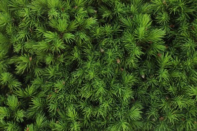 Beautiful green coniferous tree as background, closeup