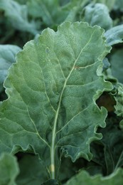 Photo of Green leaf of beet on blurred background, closeup