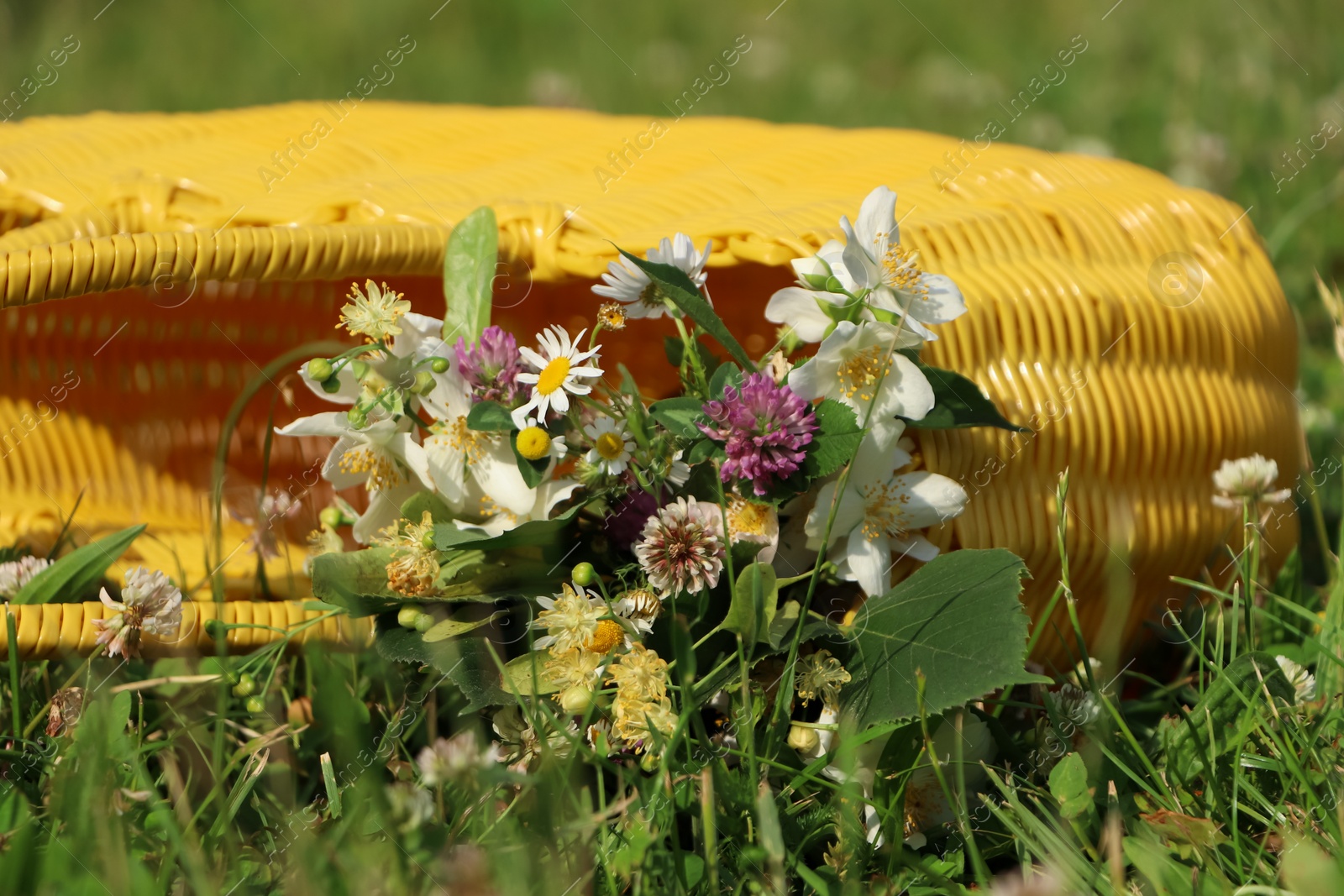 Photo of Yellow wicker bag with different wildflowers and herbs in meadow on sunny day, closeup