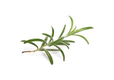 Sprig of fresh rosemary isolated on white