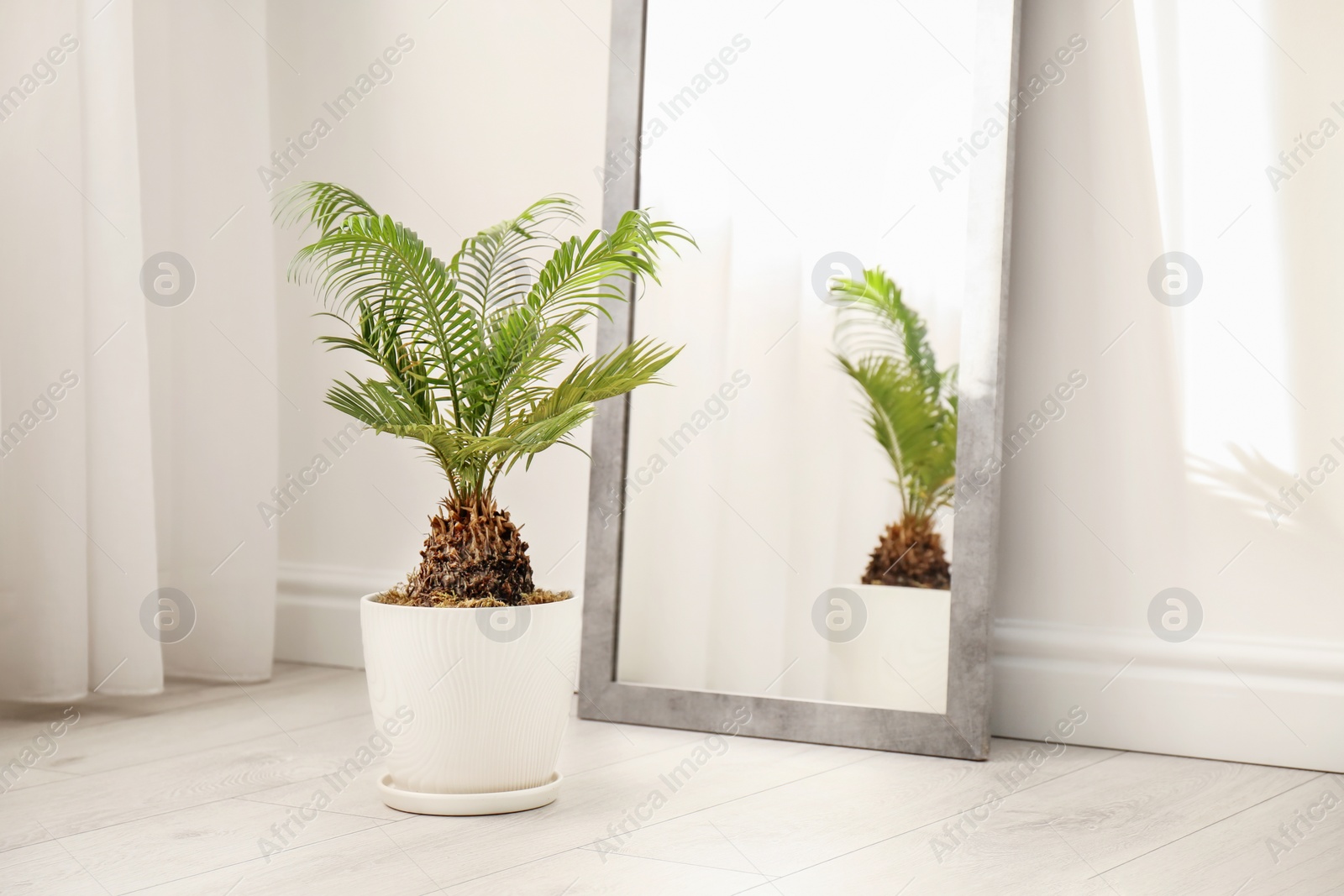 Photo of Tropical plant with green leaves near mirror indoors