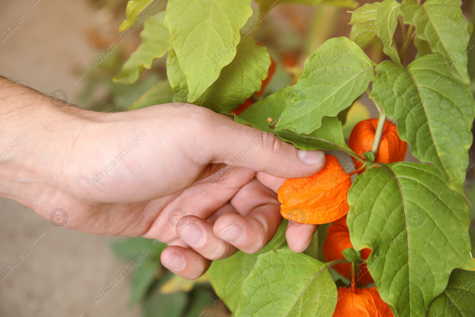 Photo of Man taking ripe physalis from bush, closeup