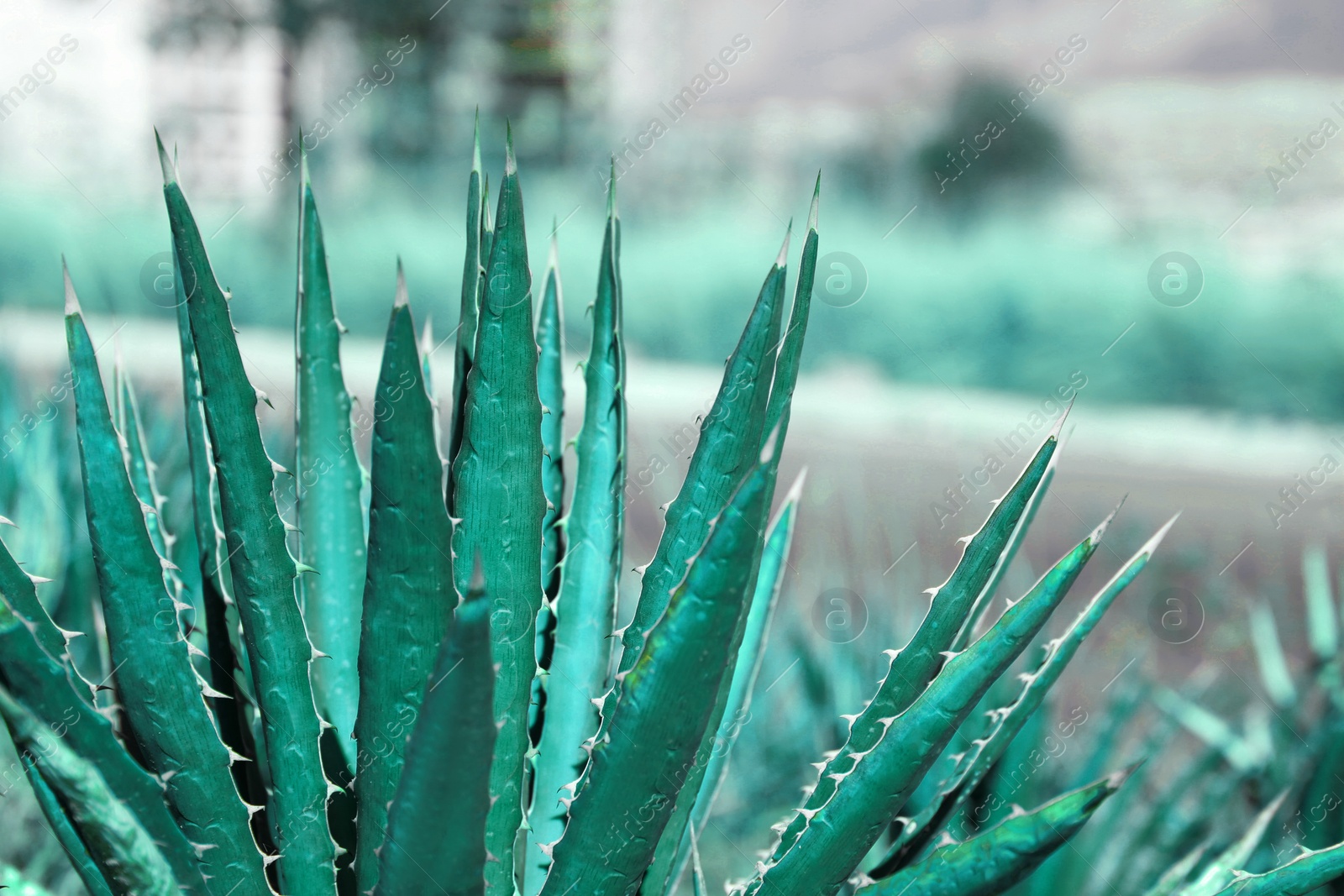 Photo of Closeup view of beautiful Agave plant growing outdoors