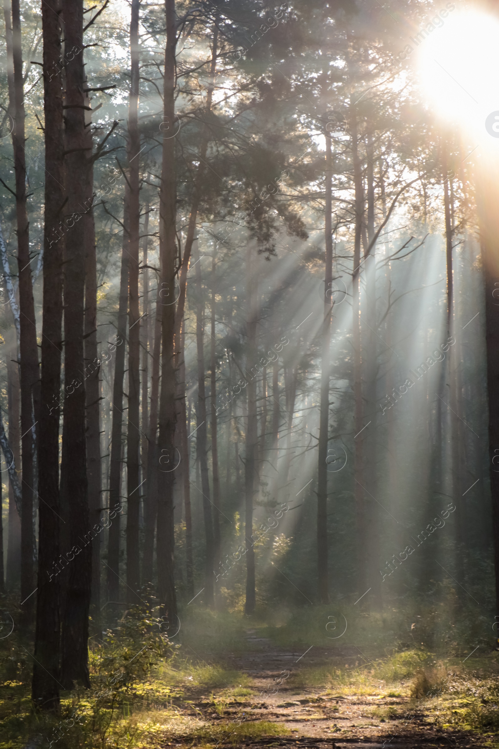 Photo of Majestic view of forest with sunbeams shining through trees in morning