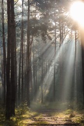 Photo of Majestic viewforest with sunbeams shining through trees in morning