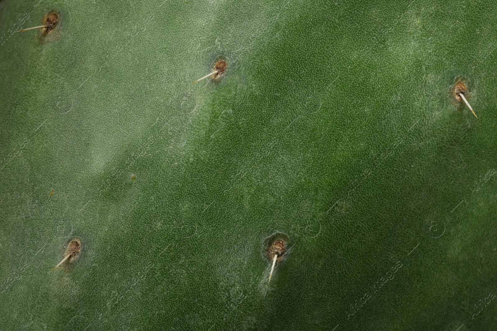 Photo of Closeup view of beautiful cactus as background. Tropical plant