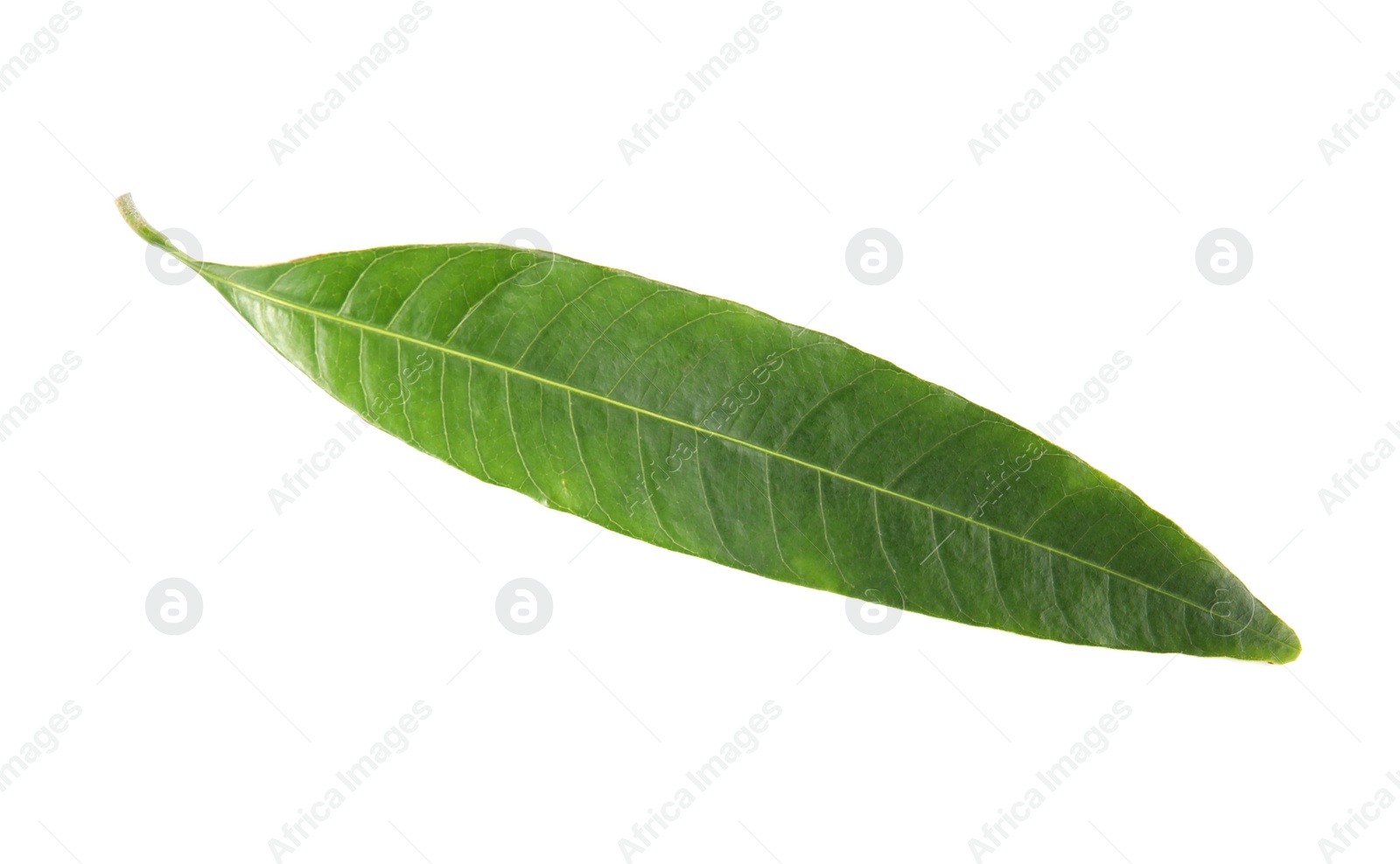 Photo of Fresh green mango leaf on white background