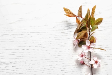 Beautiful blossoming branch on wooden background