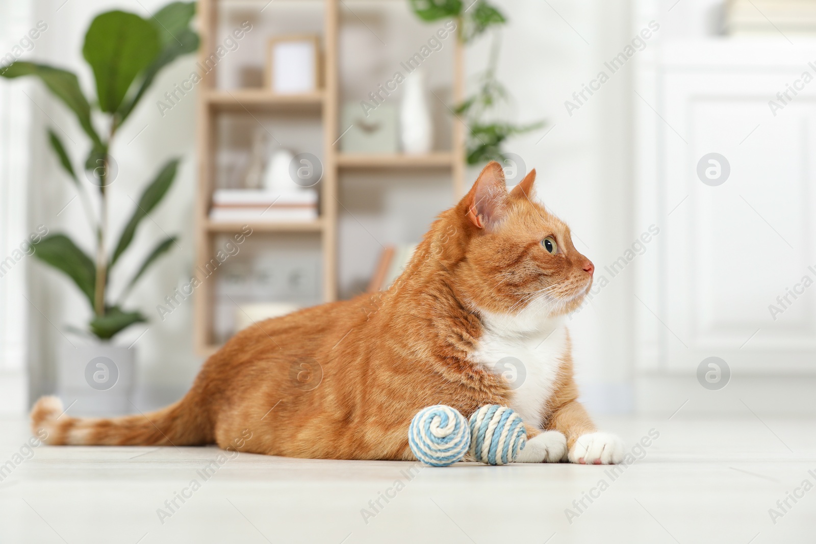 Photo of Cute ginger cat playing sisal toy at home