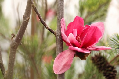 Closeup view of beautiful blooming magnolia tree outdoors