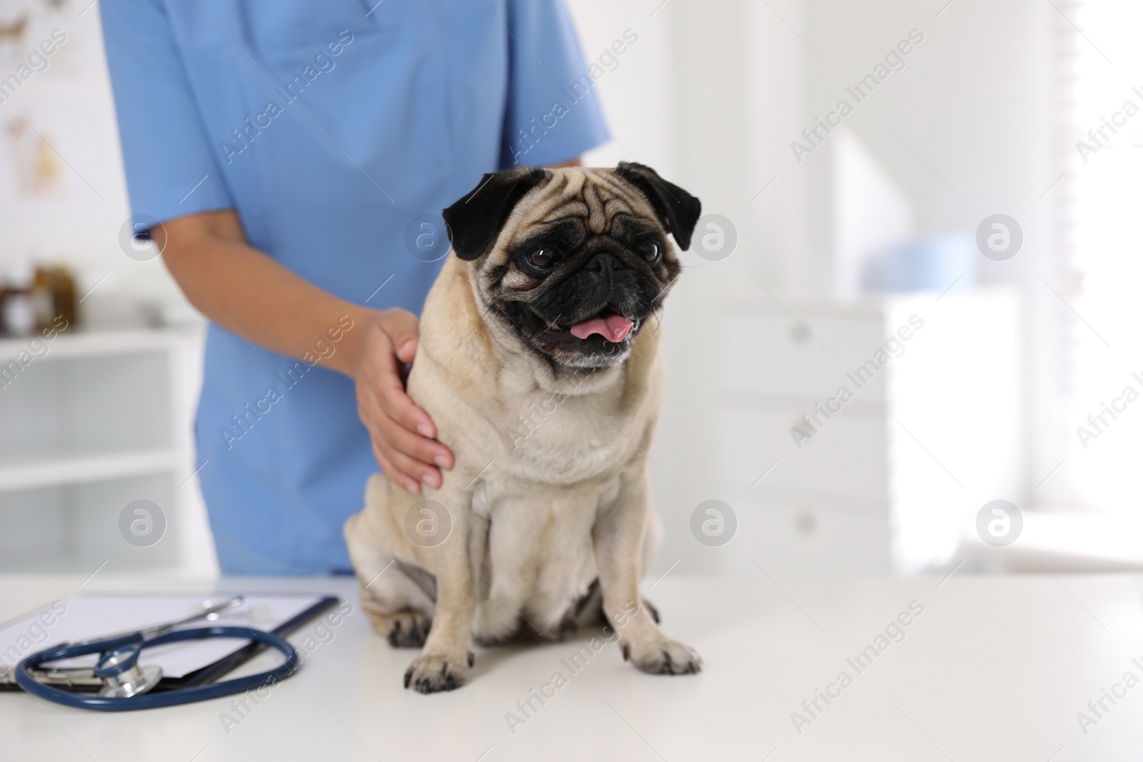 Photo of Veterinarian examining cute pug dog in clinic, closeup. Vaccination day