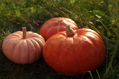 Photo of Whole ripe pumpkins among green grass outdoors, closeup