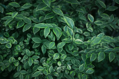 Photo of Beautiful tropical plant with green leaves outdoors, closeup
