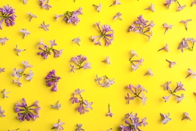 Photo of Blossoming lilac flowers on color background, flat lay