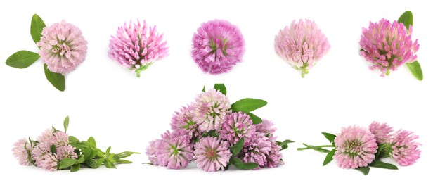 Image of Set with beautiful clover flowers on white background. Banner design