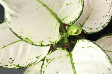 Photo of Aglaonema with beautiful leaves as background, closeup. Tropical plant