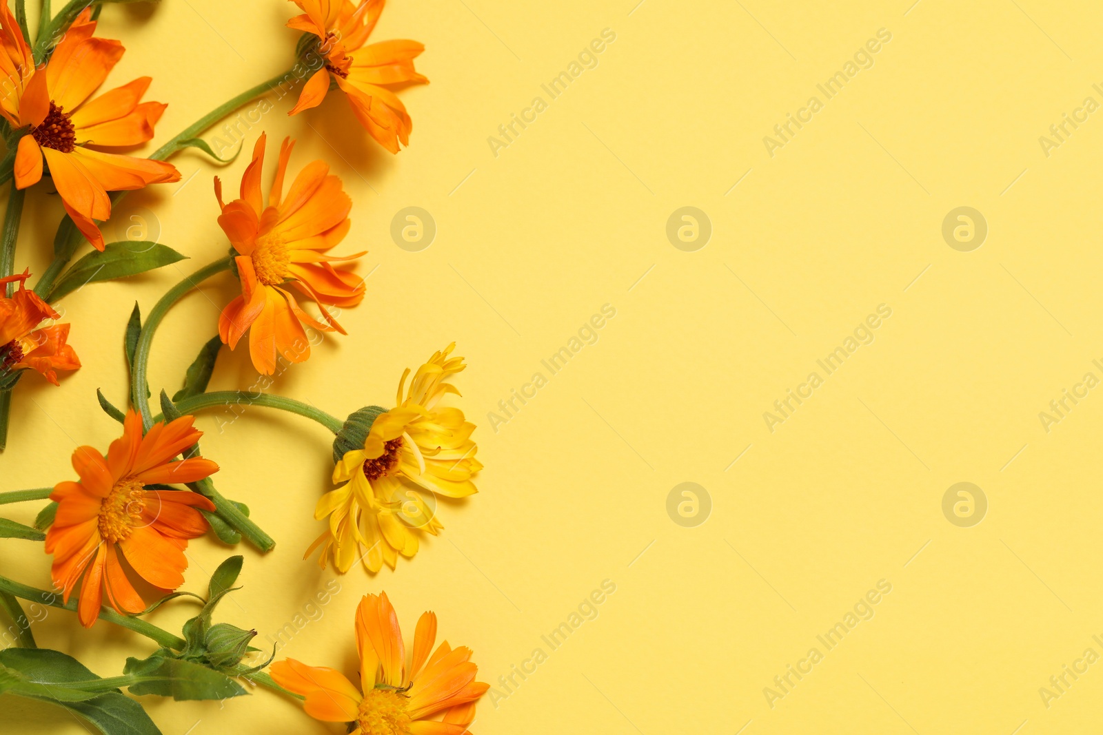 Photo of Beautiful fresh calendula flowers on yellow background, flat lay. Space for text