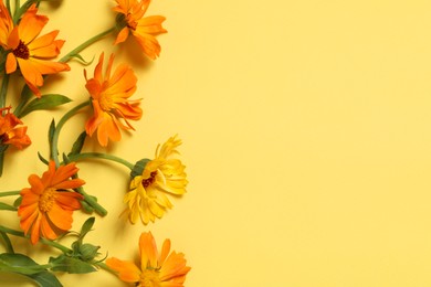 Photo of Beautiful fresh calendula flowers on yellow background, flat lay. Space for text