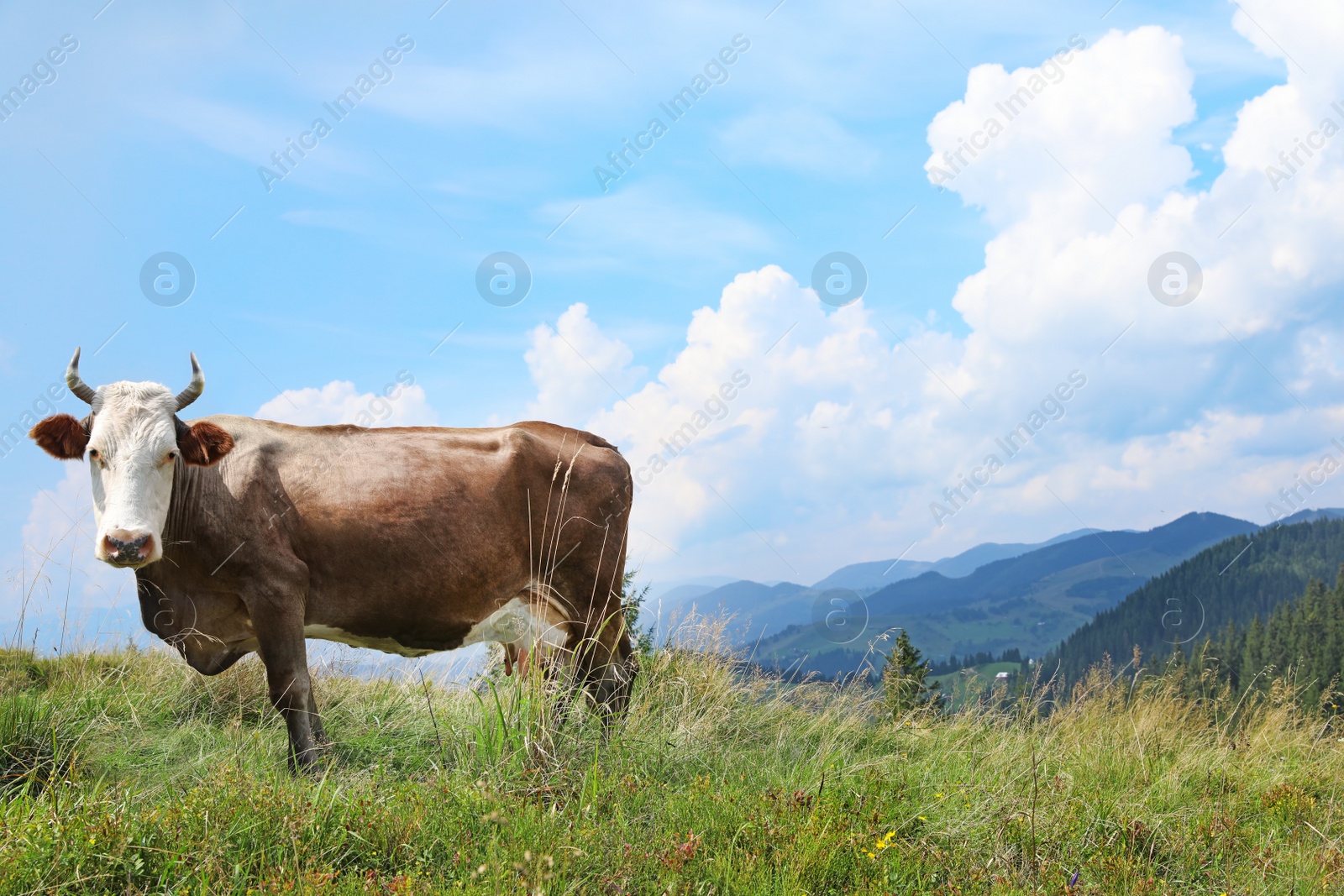 Photo of Cow grazing on green meadow in summer