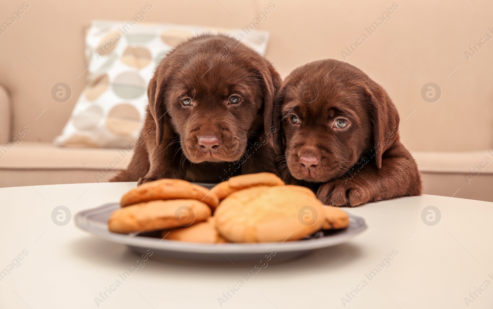 Photo of Chocolate Labrador Retriever puppies near plate with cookies indoors