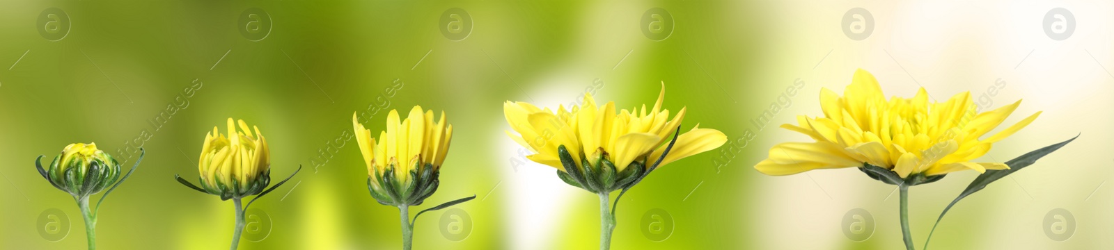 Image of Blooming stages of beautiful chrysanthemum flower on blurred background