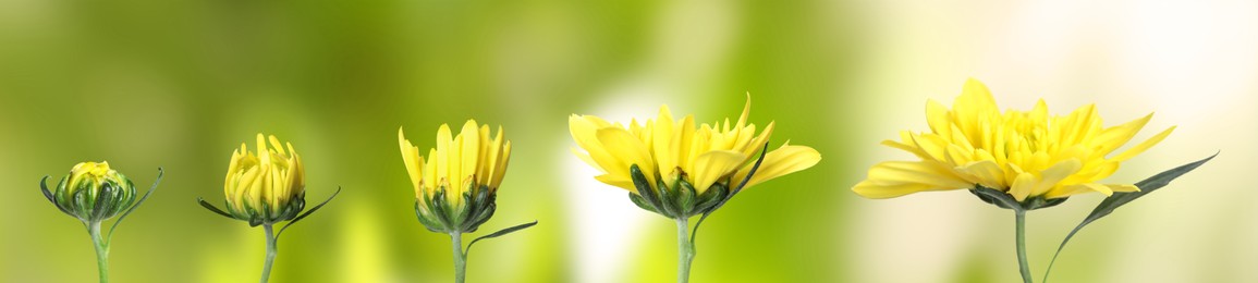 Blooming stages of beautiful chrysanthemum flower on blurred background