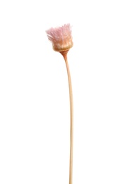 Beautiful tender dried flower on white background.