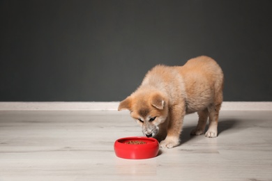 Photo of Adorable Akita Inu puppy eating food from bowl near black wall, space for text