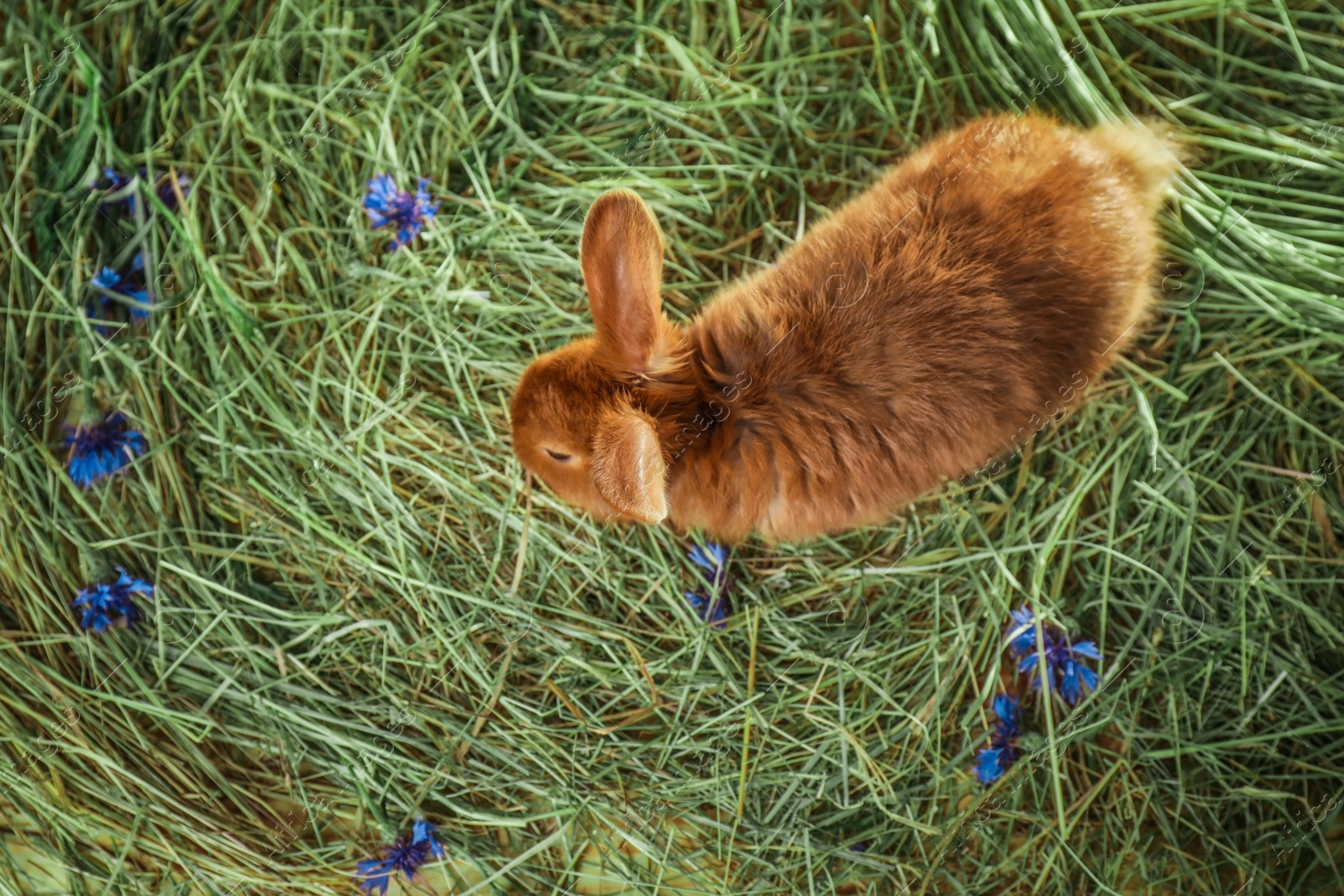 Photo of Adorable red rabbit on straw, top view