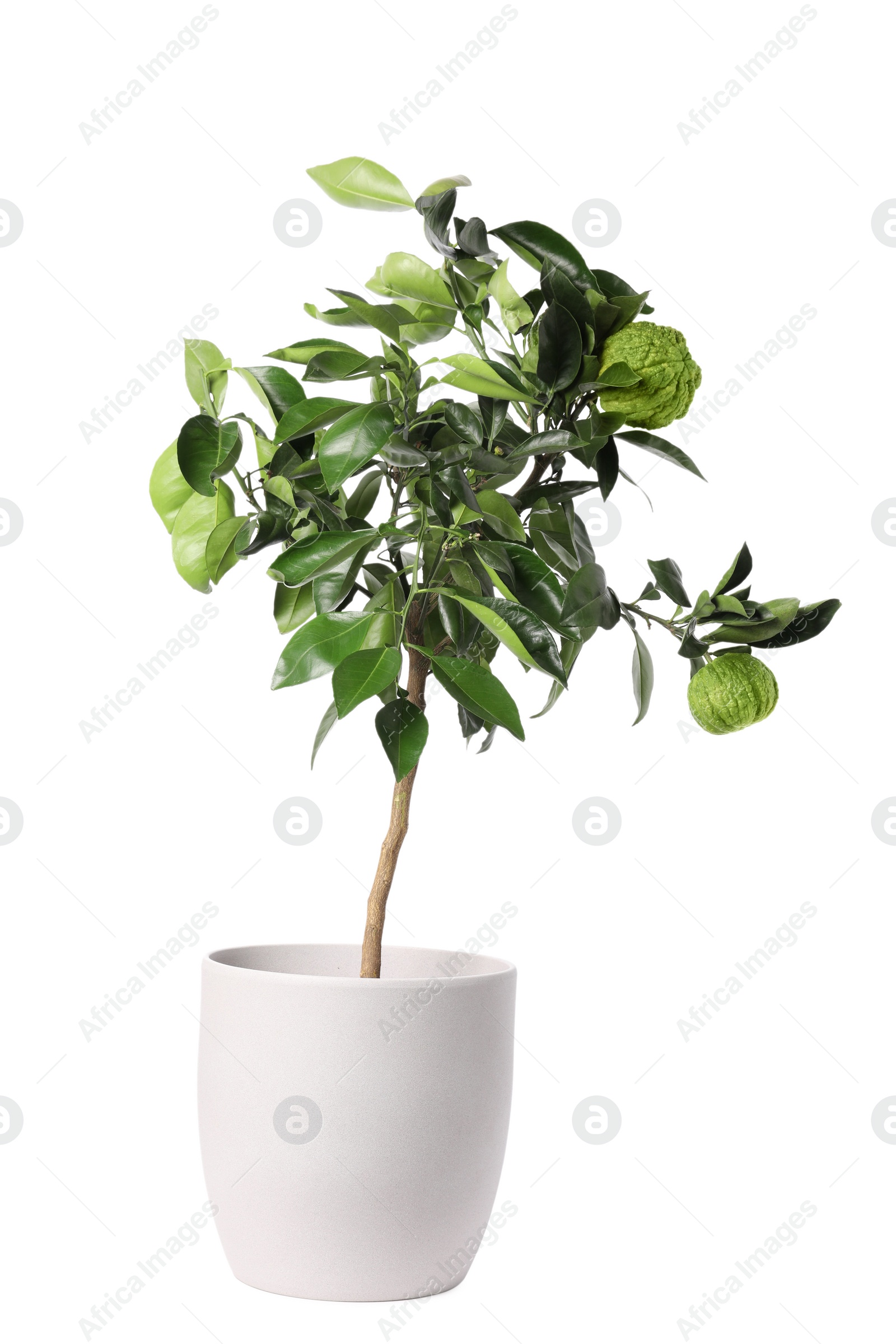 Photo of Bergamot tree with fruits in pot on white background