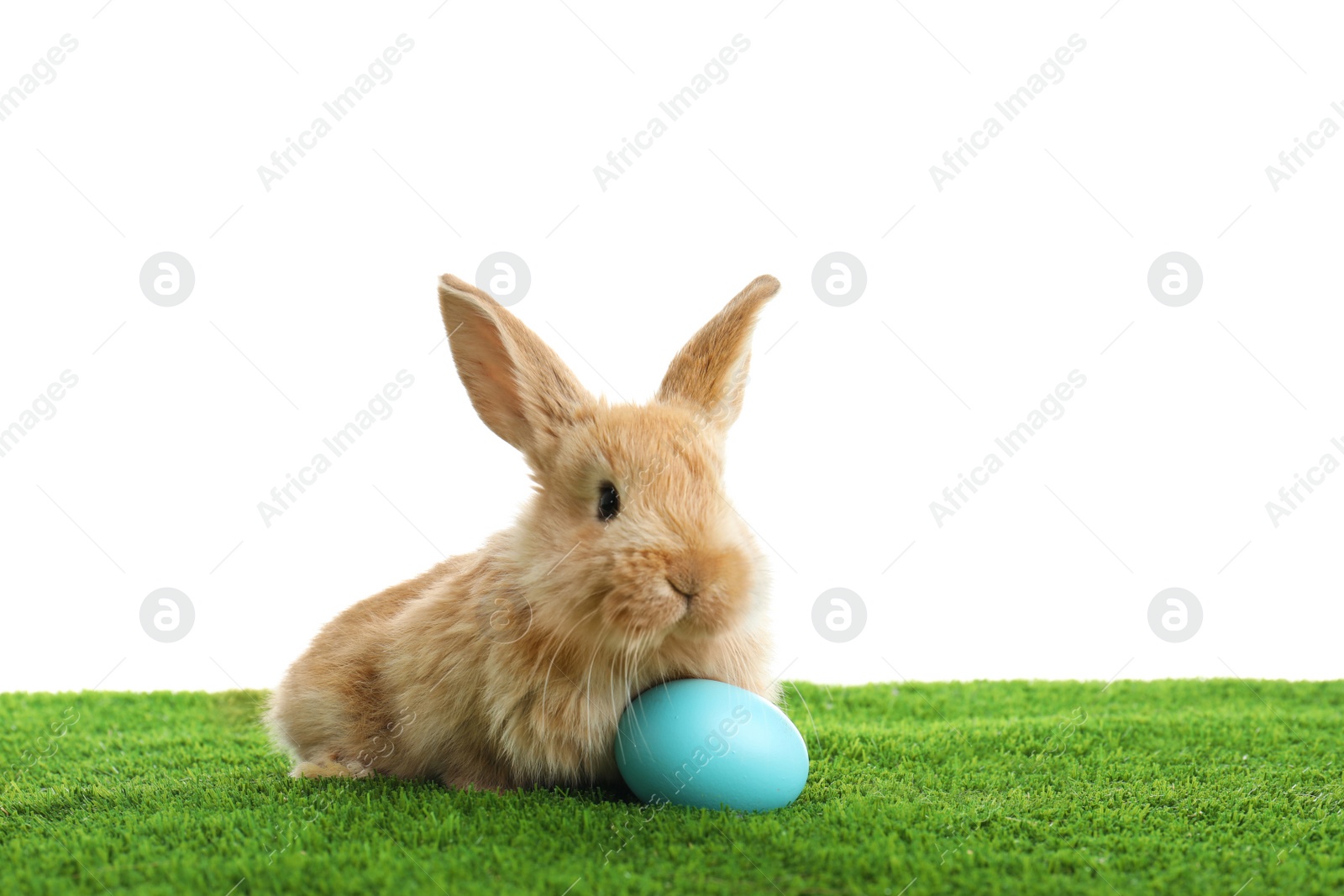 Photo of Adorable furry Easter bunny and dyed egg on green grass against white background, space for text