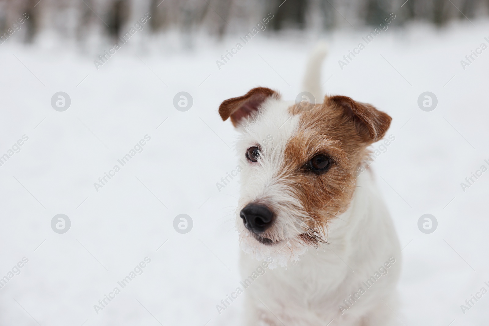 Photo of Cute Jack Russell Terrier on snow outdoors. Space for text