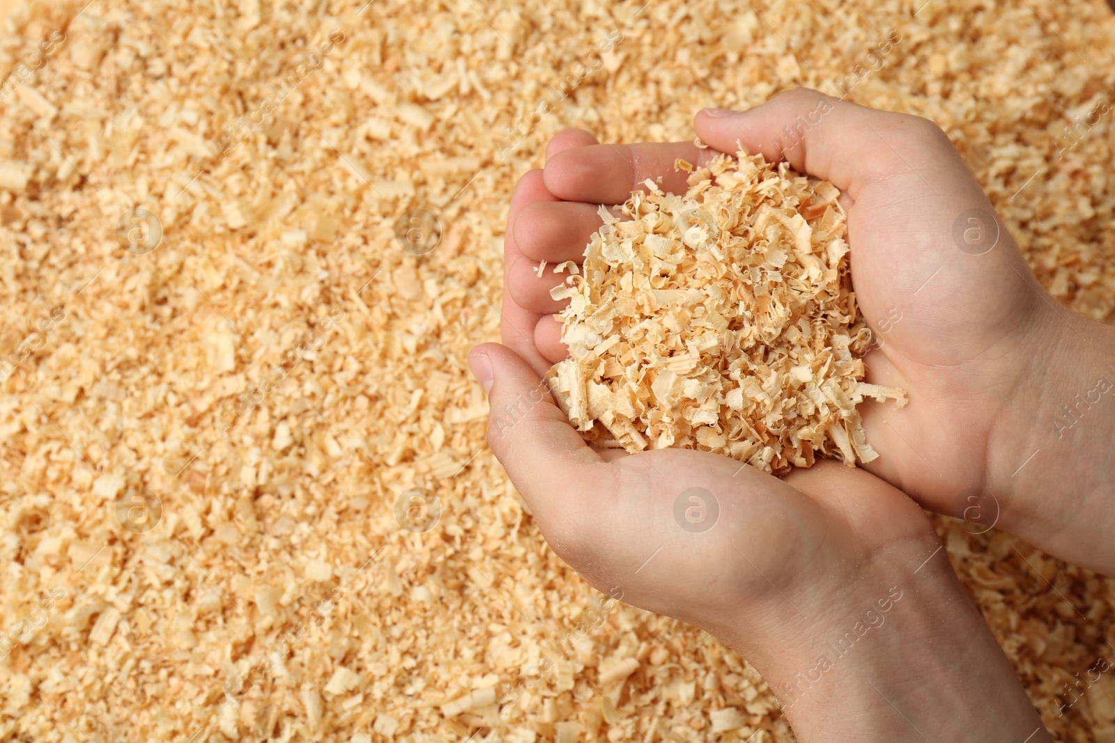 Photo of Woman holding dry natural sawdust, top view