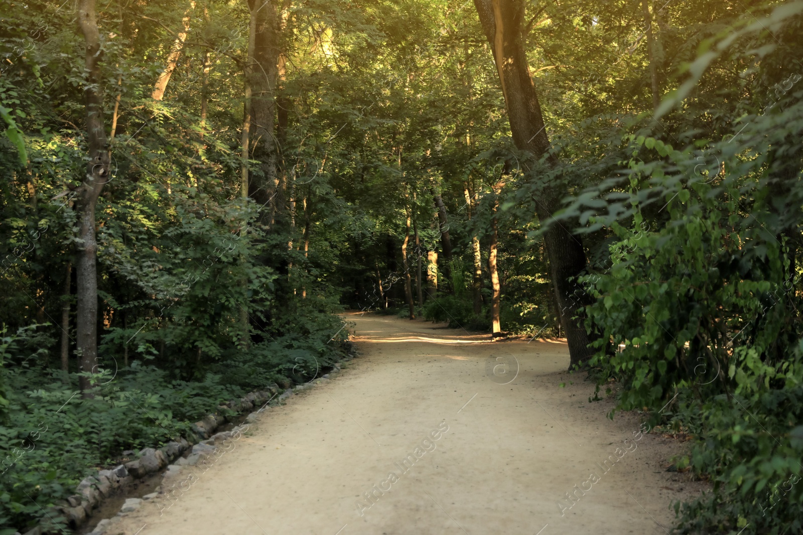 Photo of Pathway in park with green trees. Nature reserve