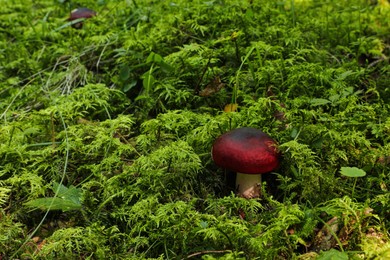 Wild mushroom growing in forest, closeup view