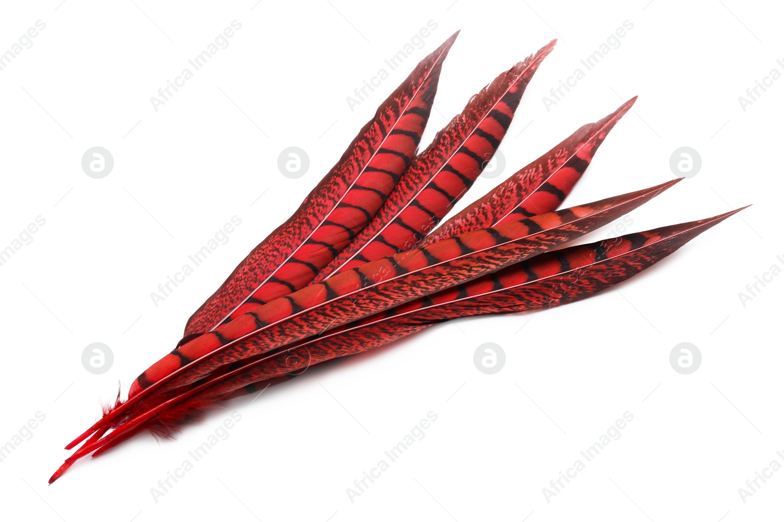 Photo of Beautiful red bird feathers on white background