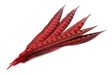 Photo of Beautiful red bird feathers on white background