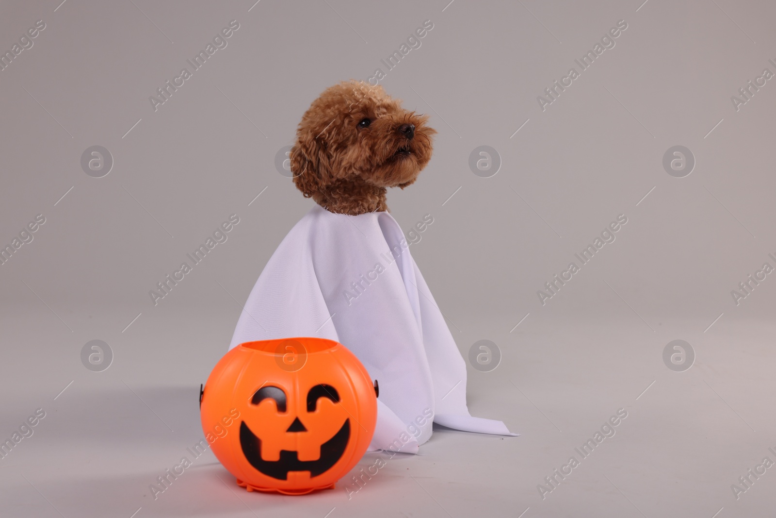 Photo of Happy Halloween. Cute Maltipoo dog dressed as ghost and pumpkin treat bucket on grey background