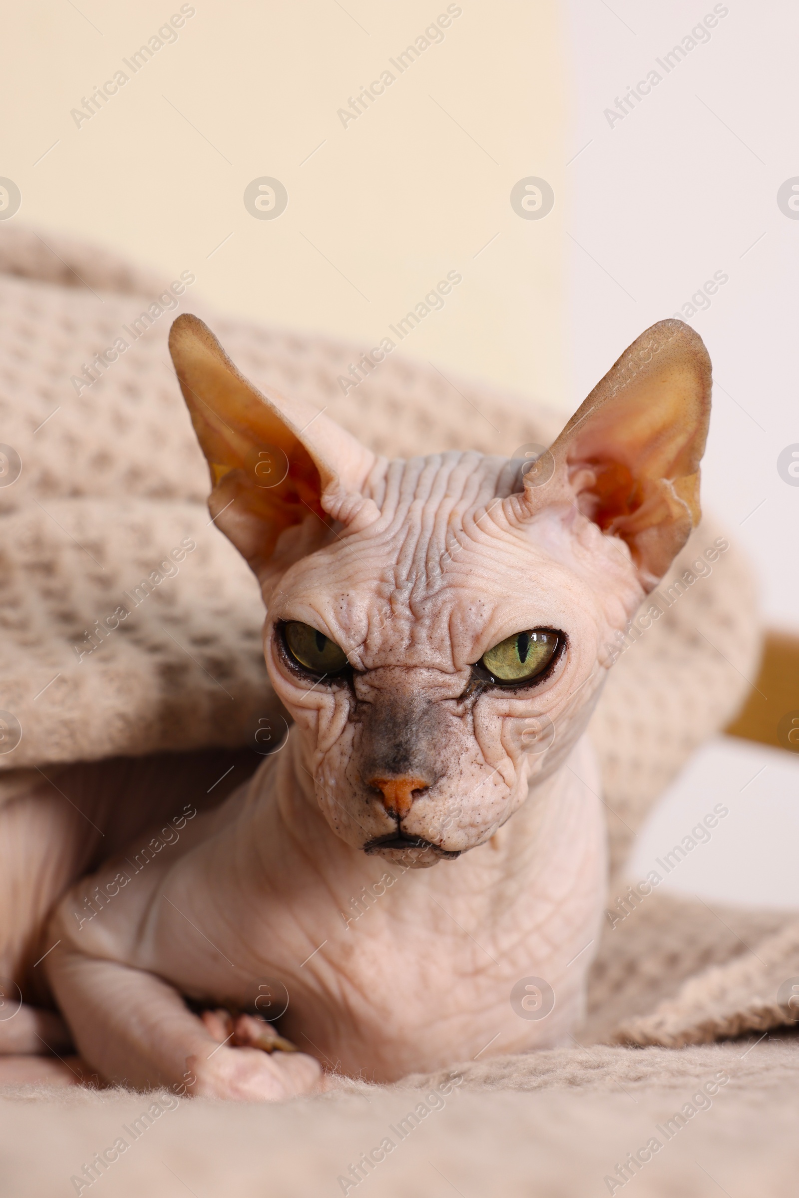 Photo of Beautiful Sphynx cat wrapped in soft blanket at home, closeup. Lovely pet